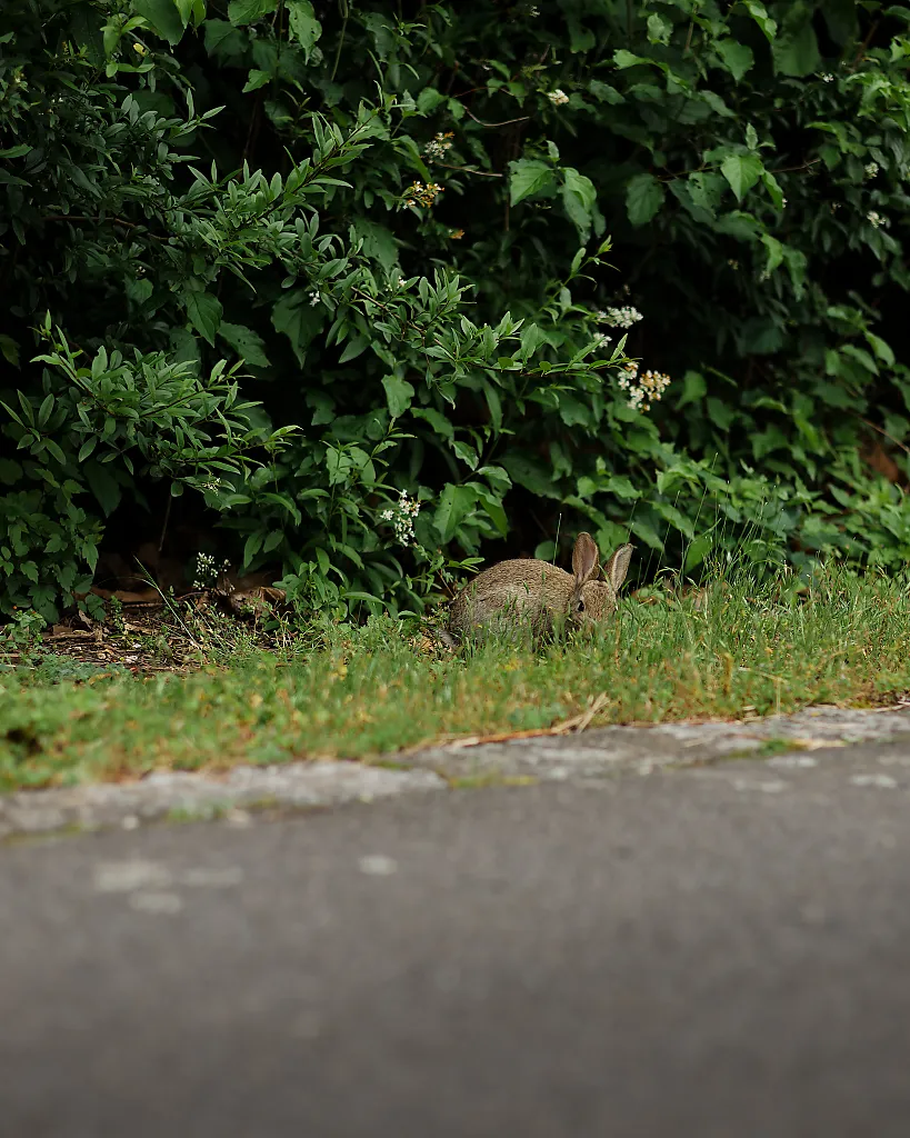 bunny in grass