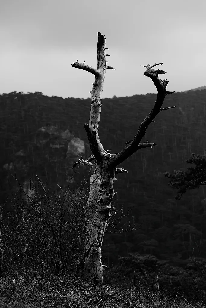 dead tree