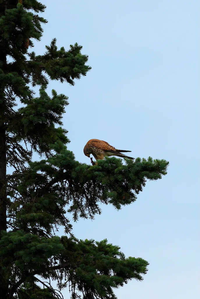 kestrel in tree