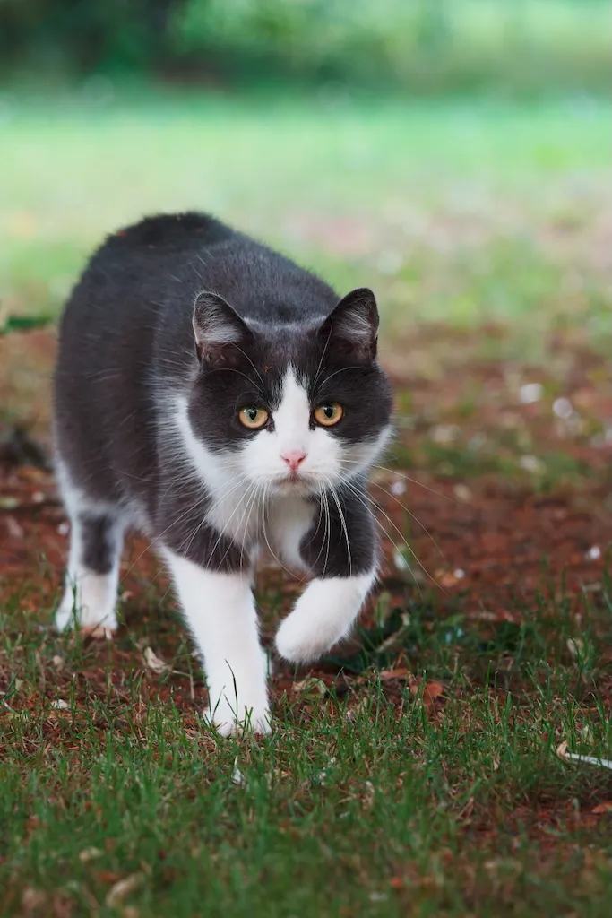 cat looking at camera