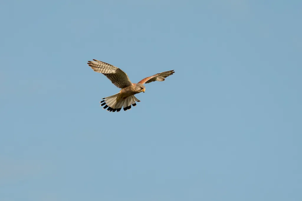 kestrel