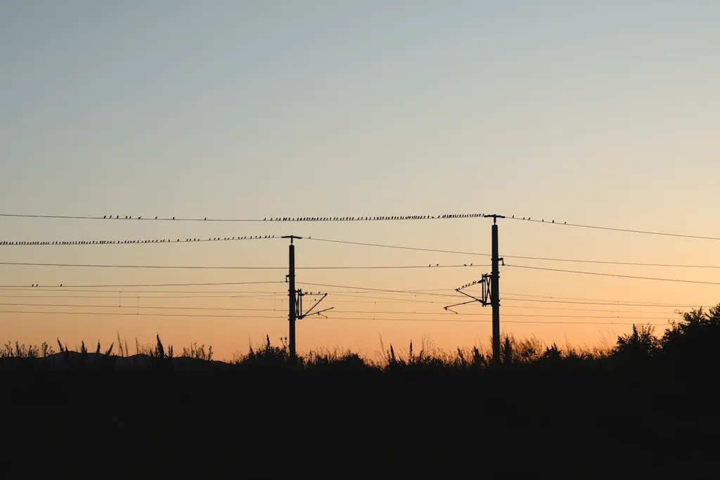 birds on powerline during sunset